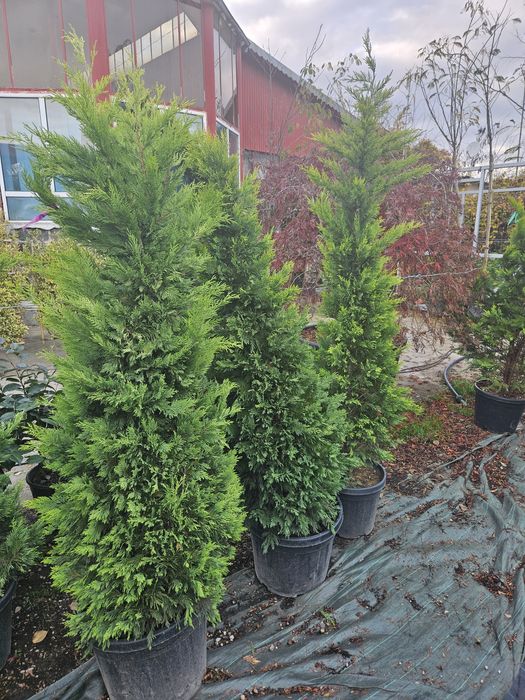 Yuca rostrata leylandi bonzai spirale ponpon