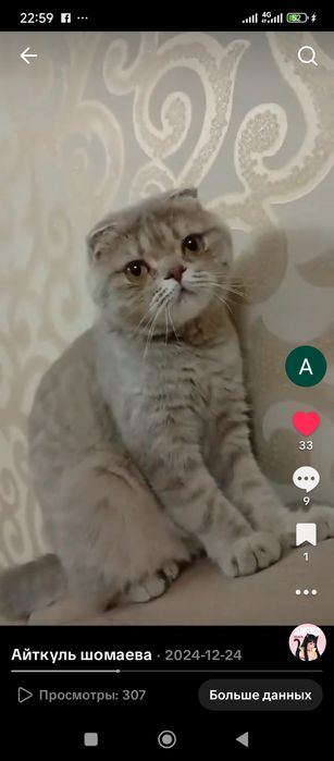 Продам Кошку Вислоухая