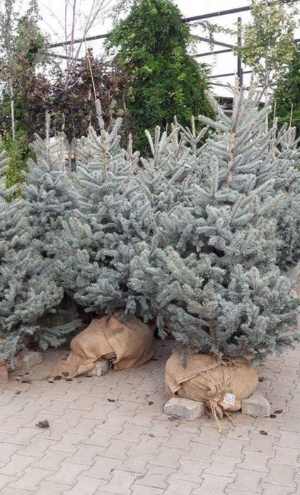 Brazi argintii/verzi opsi _ Brad verde argintiu/ Plante decorative