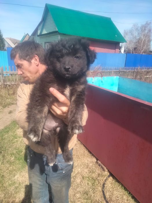 Щенки в добрые руки