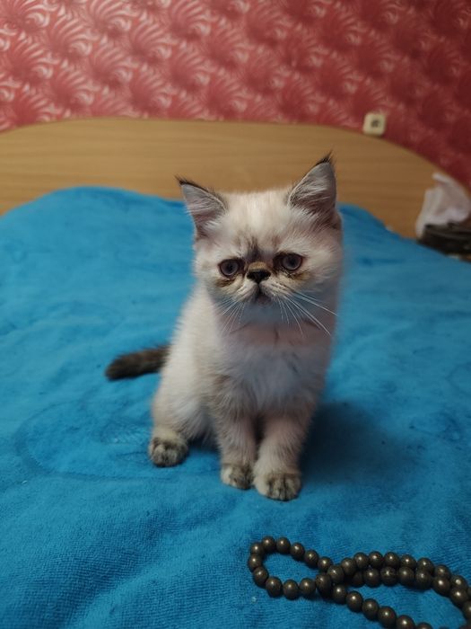 Котята экзоты экстремалы