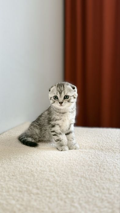 Продам шотландских котят