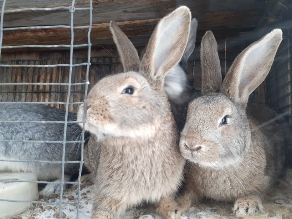 Продам молодых кроликов