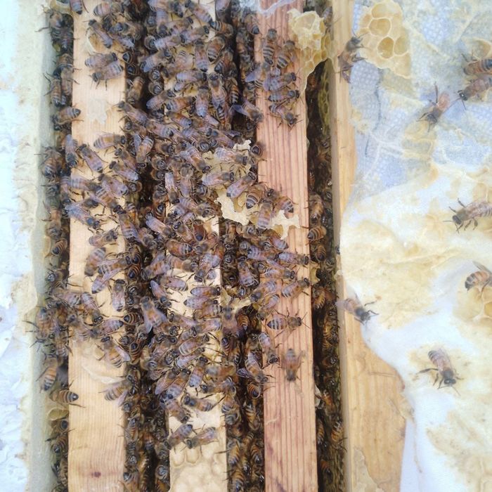 Продам мини пасику  пчёлы с ульями Карника  Бакфаст