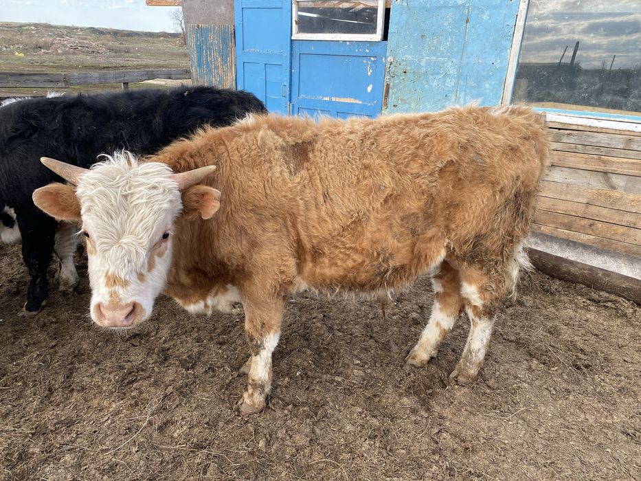 Бұқалар Бычки КРС