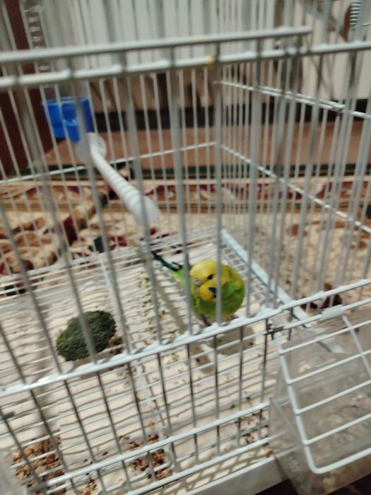 Попугай волнистый