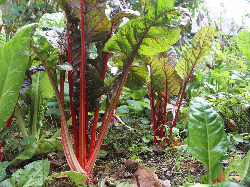 Varza Kale si Mangold (sfecla elvetiana sau spanacul mediteranean)