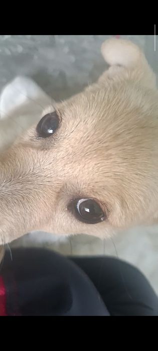 ogʻil bacha kuchukcha