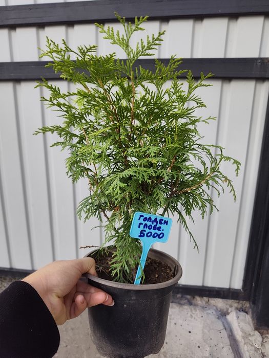 Продам можевельники и туи
