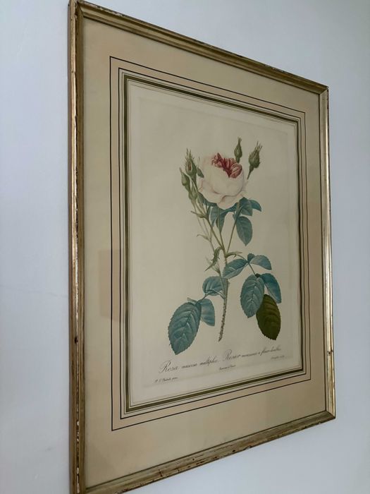 Print oficial La Redoute 3-a editie sec 19 trandafir alb rar