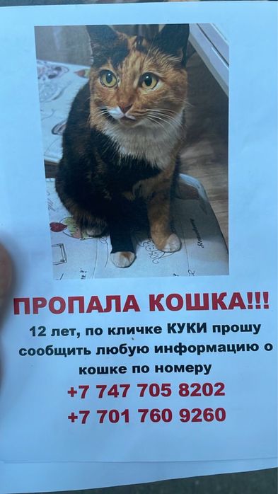 Пропала кошка (трехцветка, девочка)