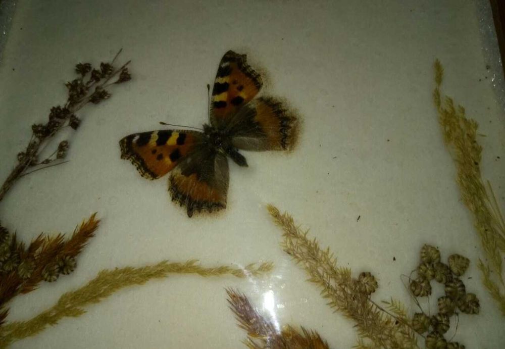 Fluture Morpho Anaxibia inramat