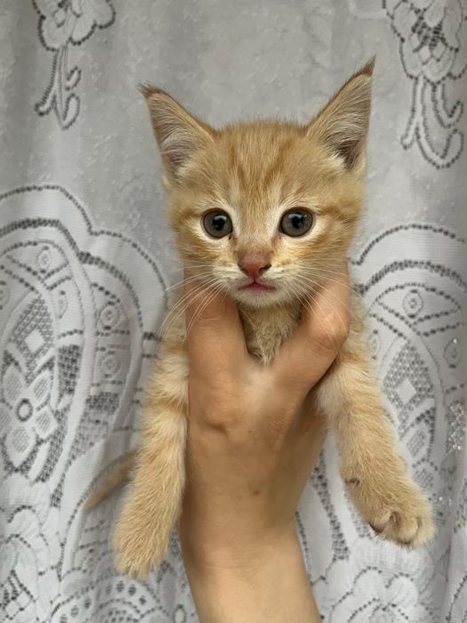 Отдам котят в добрые руки