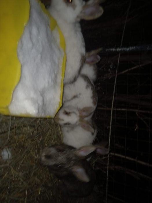 Продам кроликов разного возраста