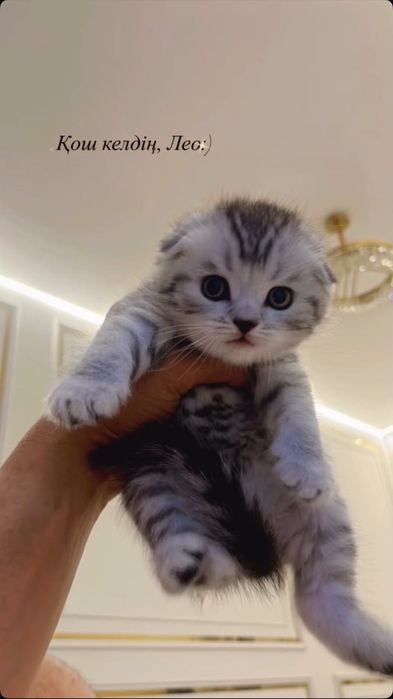 Ищем хозяев для прекрасного котенка