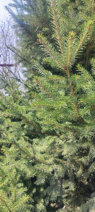 Продам елку 3-4 метра