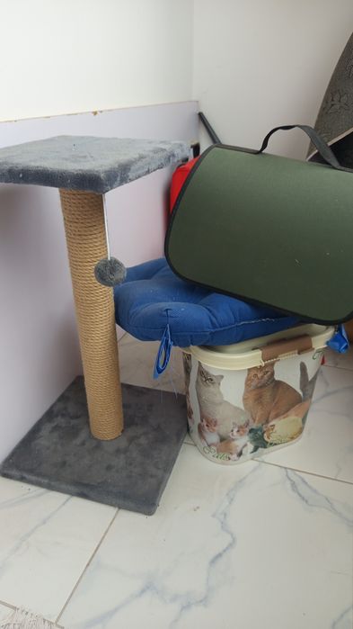 Для кошки или котика