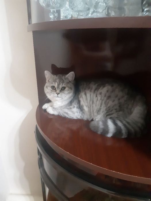 Соглом мушук сотилади