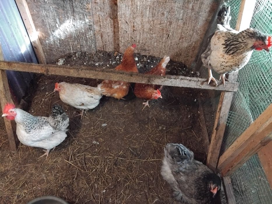 Куры несушки. Павлодарское