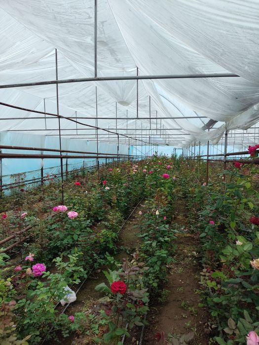 Цветы Гүл көшеттері сатылады