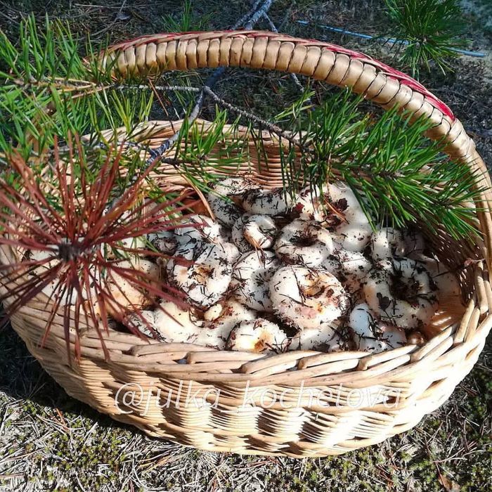 белый грибы, груздь грузди,лисички