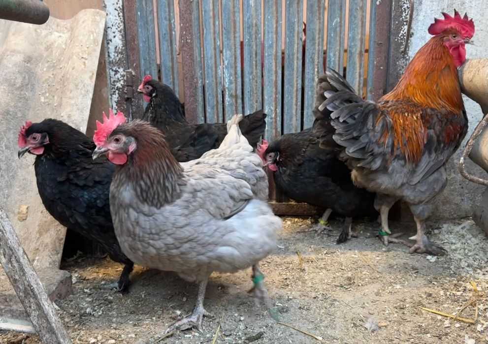 Pui de marans NCC/ BCC