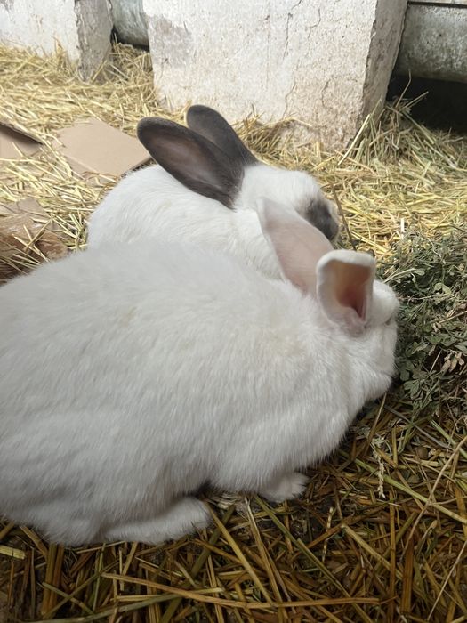 Продам кроликов.