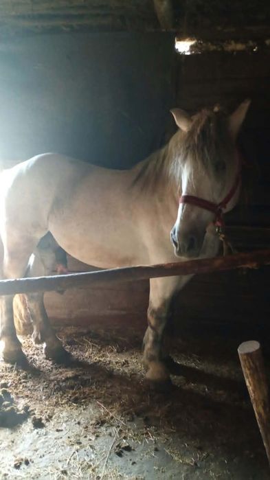 Vând armăsar bun frumos 7 ani se poate vedea doar in Alioș  mai multe detalii la Nr de Tell 0755681269