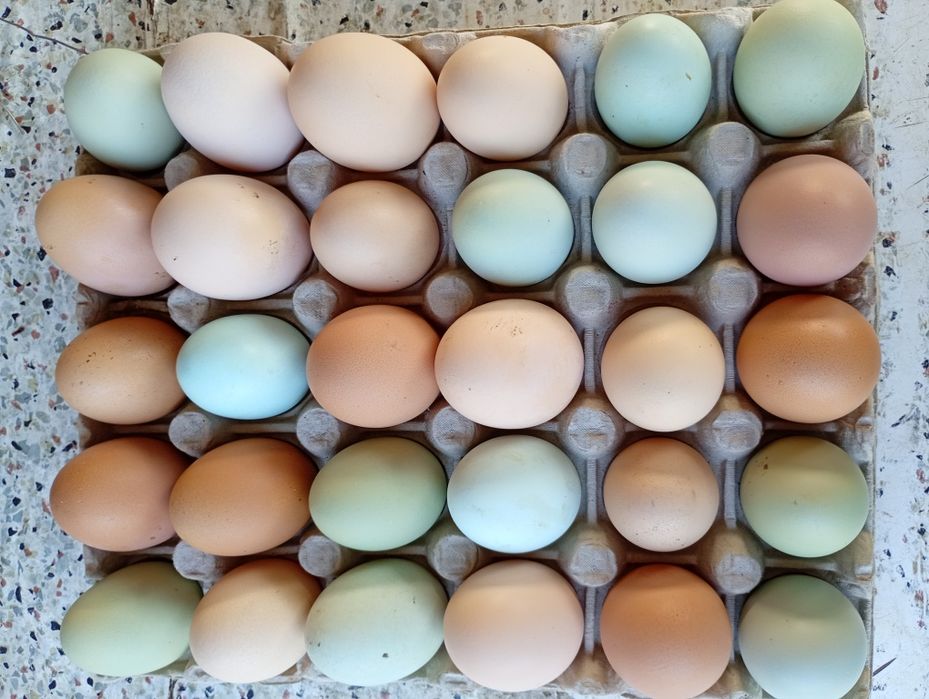 Ouă proaspete de vânzare