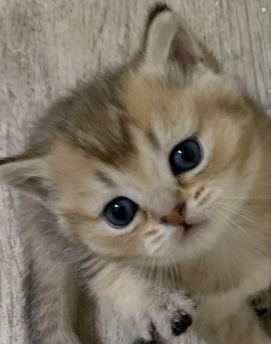 Кошечка шотландская