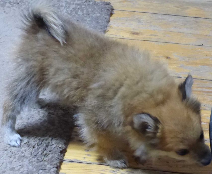 Vind pui Pomeranian