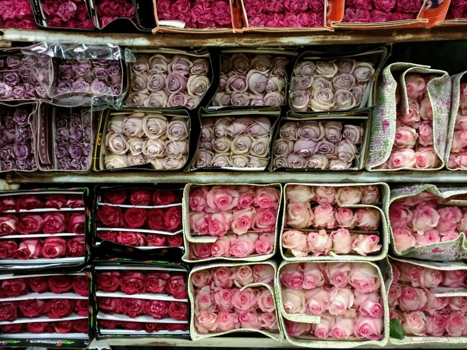 Пионы розы оптом