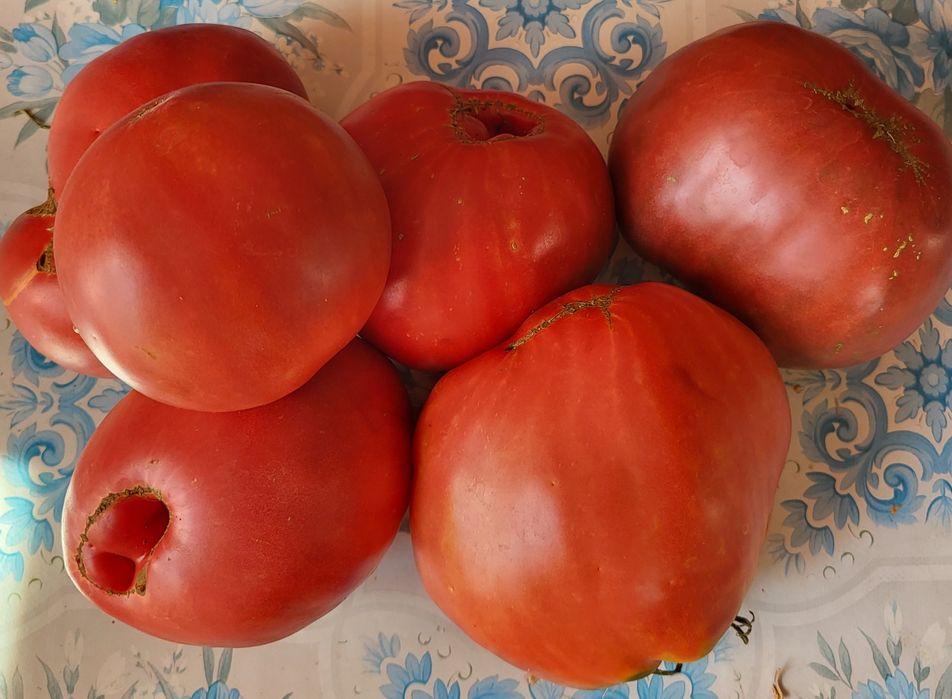 Продам домашние помидоры