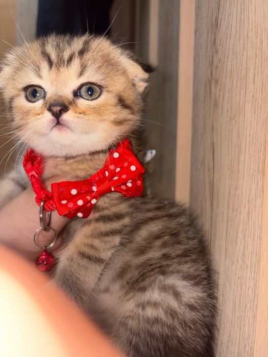 Шотланский Скоттиш Фолд! Золотая шиншилла табби!