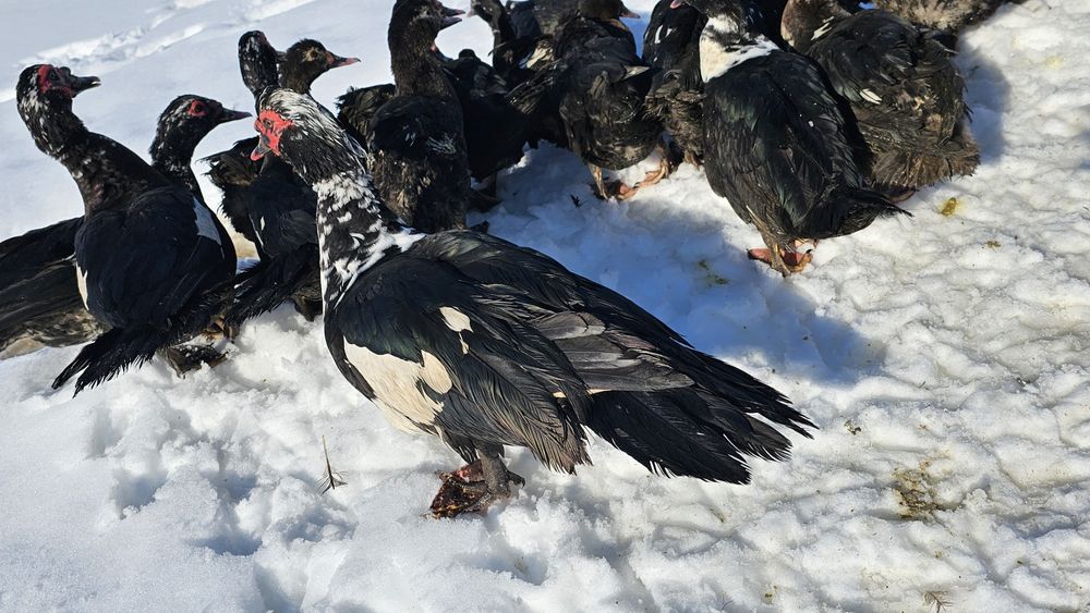 Rate si Ratoi lesesti