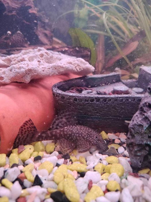 Ancitrus, sanitar acvariu