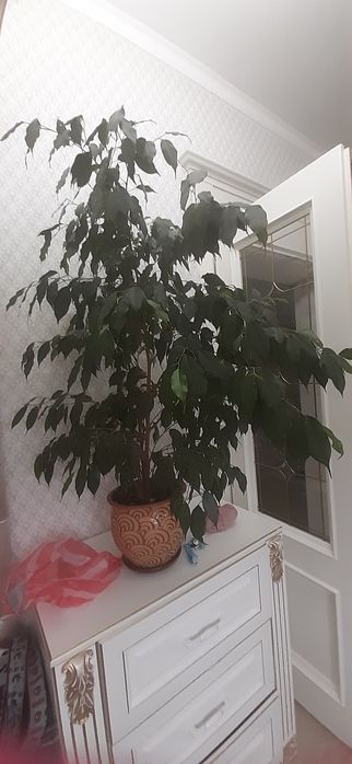 адаптированные комнатные растения