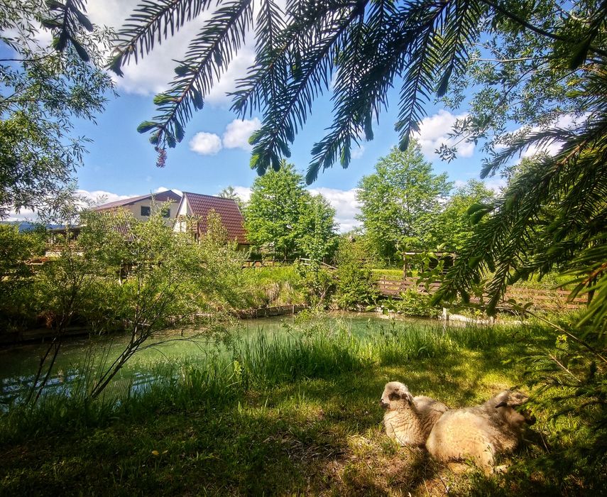 Închiriez Cabană 800 Ron/ exlus revelion