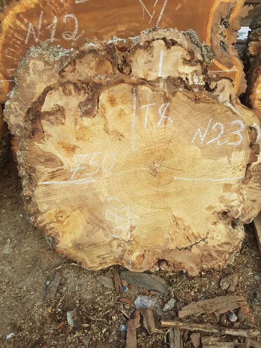 Карагач торцевые спилы