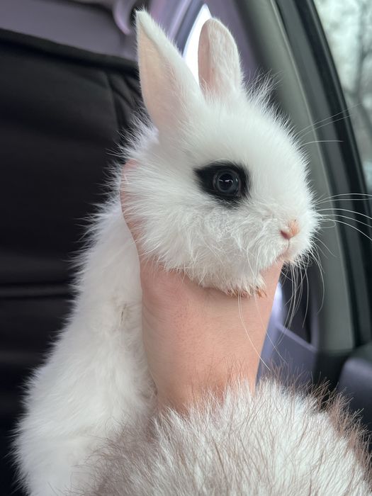 Кролики карликовые мальчик девочка