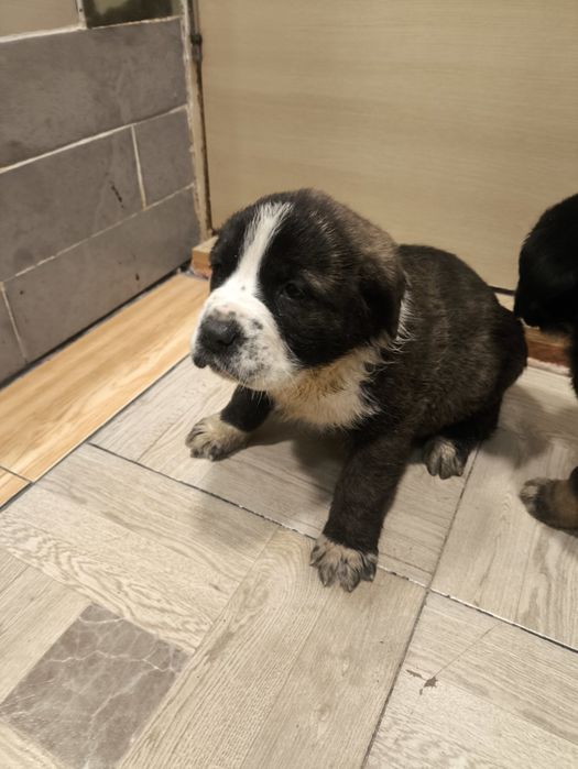 Кане Корсо / Сао Алабай