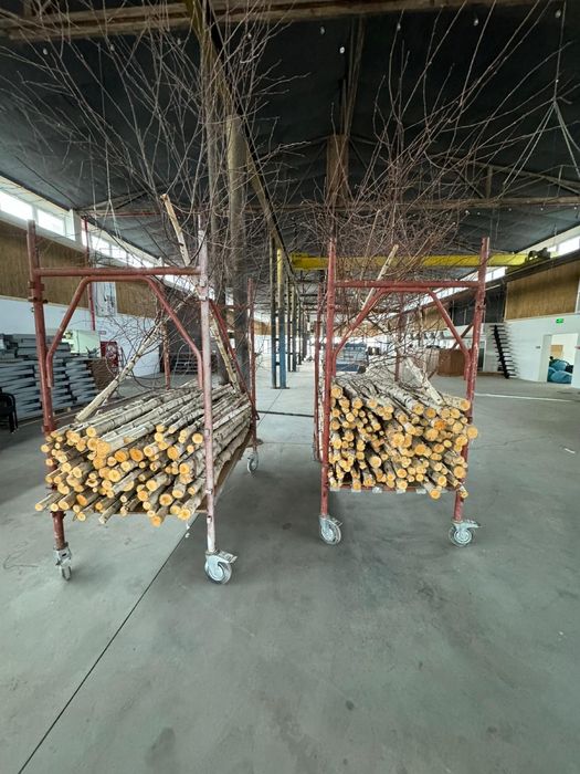 Lemn de mesteacan decorativ  mesteacan trunchi de mesteacan