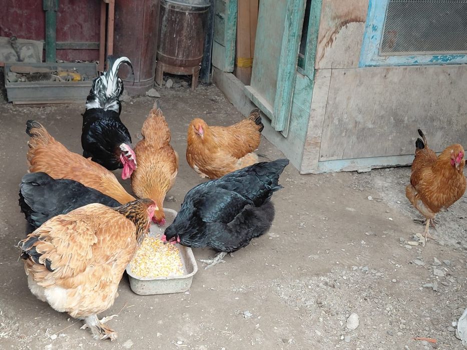 Кучинский куры продаётся