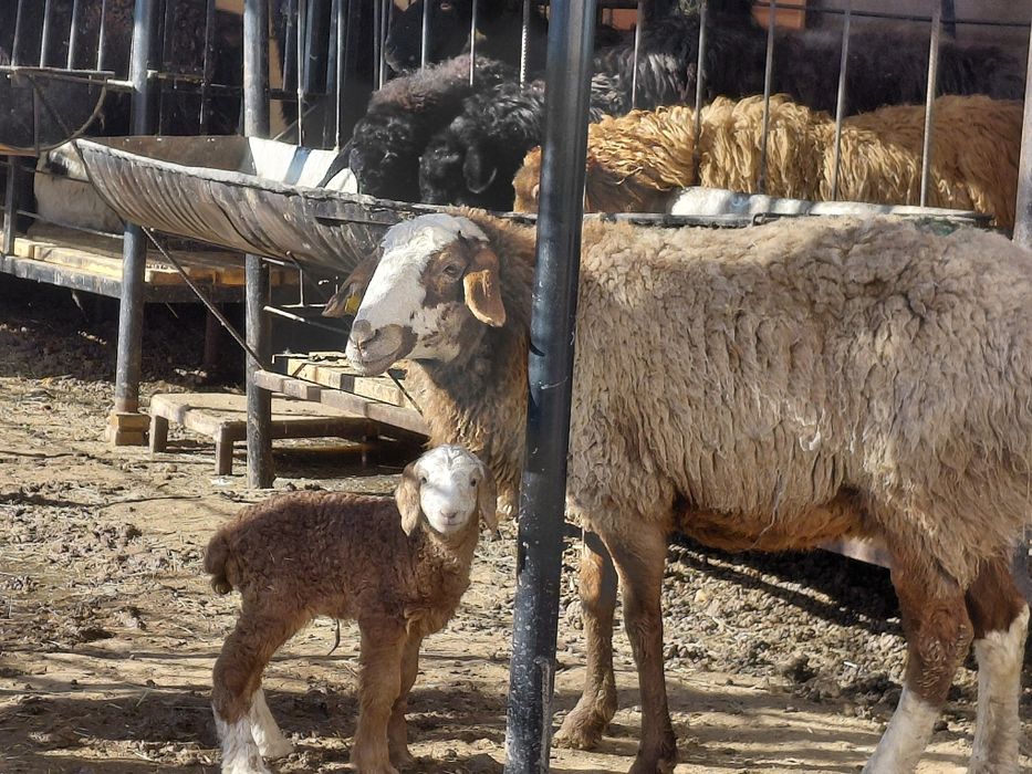 Қозы анасымен сатылады