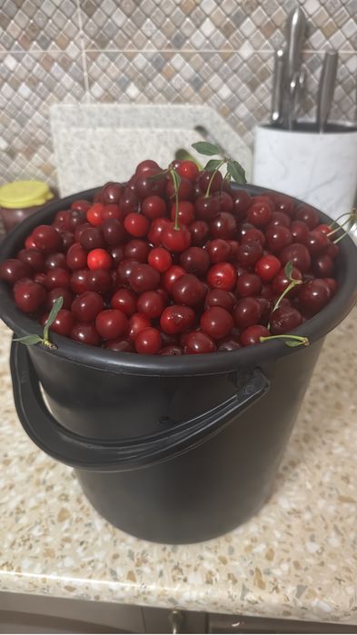Вишня домашняя дачная