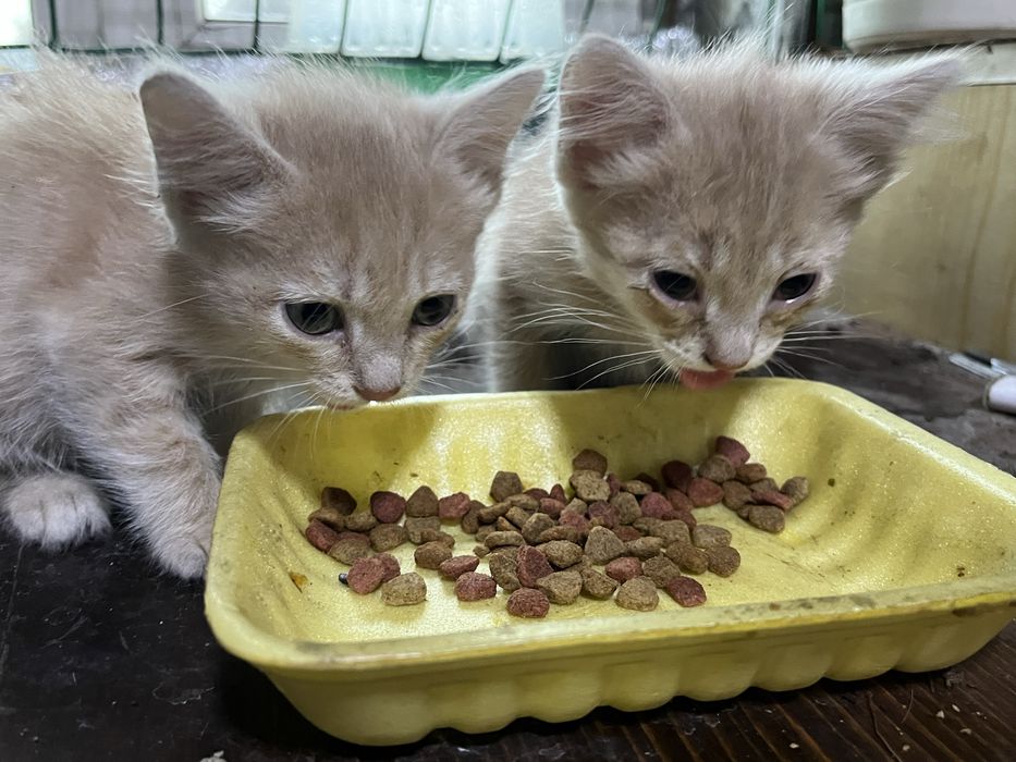 Отдам котят в добрые руки