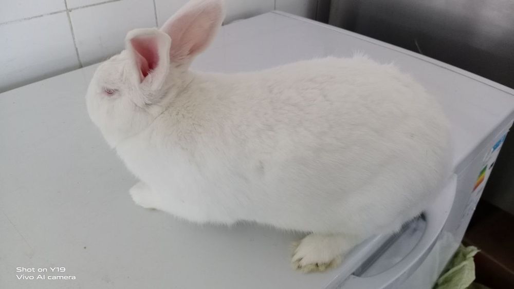 Quyon va joja xoroz gowtlari sotiladi