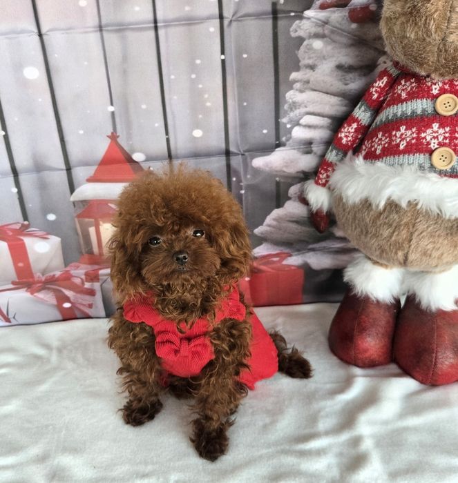 Пудел тийкъп с родосровие / Рооdle teacup