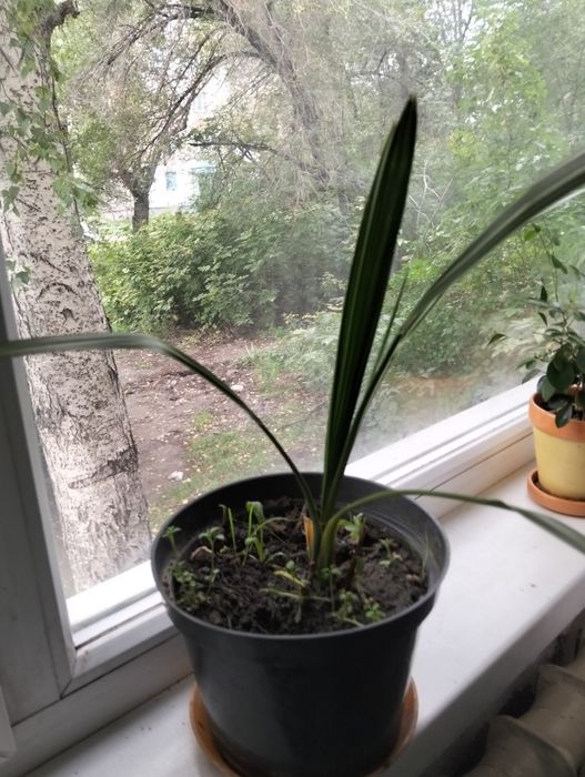 Продам комнатные цветы в горшках