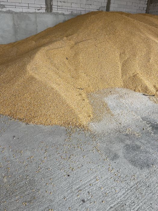 Porumb boabe , recolta 2025